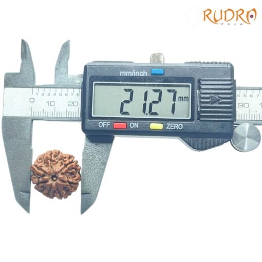 7-Mukhi-Nepal-Rudraksha-21.27MM-OP-C.jpg
