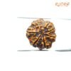 7-Mukhi-Nepal-Rudraksha-21.40Mm-Bp-C.jpg