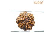 7-Mukhi-Nepal-Rudraksha-21.40MM-BP-C.jpg