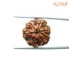 7-Mukhi-Nepal-Rudraksha-21.40Mm-Fp-C.jpg
