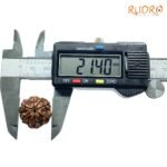 7-Mukhi-Nepal-Rudraksha-21.40Mm-Op-C.jpg