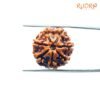 7 Mukhi Nepal Rudraksha (21.44Mm) 13 7-Mukhi-Nepal-Rudraksha-21.44Mm-Fp-C.jpg