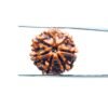7-Mukhi-Nepal-Rudraksha-21.44Mm-Mp-C.jpg