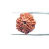 7-Mukhi-Nepal-Rudraksha-21.49Mm-Mp-C-1.Jpg