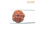 7-Mukhi-Nepal-Rudraksha-21.50MM-BP-C.jpg