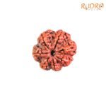 7-Mukhi-Nepal-Rudraksha-21.50MM-FP-C-1.jpg