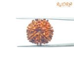 7-Mukhi-Nepal-Rudraksha-21.50Mm-Fp-C.jpg