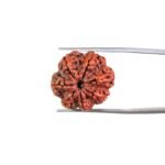 7-Mukhi-Nepal-Rudraksha-21.50MM-MP-C-1.jpg