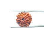 7-Mukhi-Nepal-Rudraksha-21.50MM-MP-C.jpg