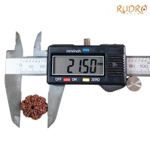 7-Mukhi-Nepal-Rudraksha-21.50Mm-Op-C-1.Jpg