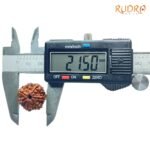 7-Mukhi-Nepal-Rudraksha-21.50Mm-Op-C.jpg