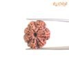7 Mukhi Nepal Rudraksha (21.50Mm) 14 7-Mukhi-Nepal-Rudraksha-21.50Mm-Rp-C.jpg