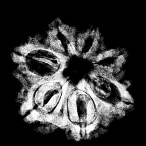 7 Mukhi Nepal Rudraksha (21.50Mm) X-Ray (2)