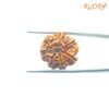 7 Mukhi Nepal Rudraksha (21.54 Mm) 13 7-Mukhi-Nepal-Rudraksha-21.54-Mm-Bp-C.jpg