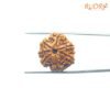 7 Mukhi Nepal Rudraksha (21.54 Mm) 14 7-Mukhi-Nepal-Rudraksha-21.54-Mm-Fp-C.jpg