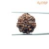 7 Mukhi Nepal Rudraksha (21.55Mm) 14 7-Mukhi-Nepal-Rudraksha-21.55Mm-Bp-C.jpg