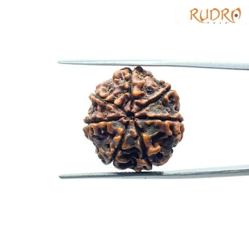 7-Mukhi-Nepal-Rudraksha-21.55Mm-Bp-C.jpg
