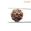 7 Mukhi Nepal Rudraksha (21.55Mm) 13 7-Mukhi-Nepal-Rudraksha-21.55Mm-Fp-C.jpg