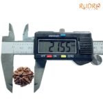 7-Mukhi-Nepal-Rudraksha-21.55Mm-Op-C.jpg