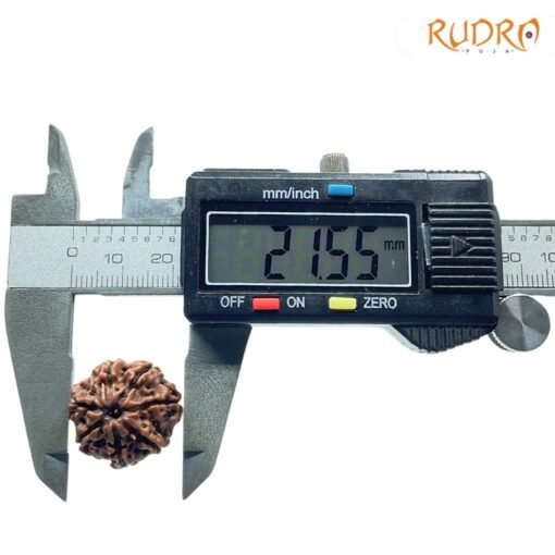 7-Mukhi-Nepal-Rudraksha-21.55Mm-Op-C.jpg