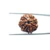 7-Mukhi-Nepal-Rudraksha-21.55Mm-Sp-C.jpg