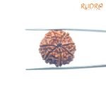 7-Mukhi-Nepal-Rudraksha-21.60MM-BP-C.jpg