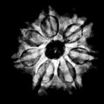 7-Mukhi-Nepal-Rudraksha-21.62Mm.jpg