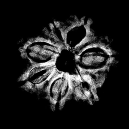7-Mukhi-Nepal-Rudraksha-21.62Mm-2.Jpg