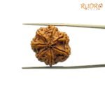 7-Mukhi-Nepal-Rudraksha-21.62Mm-Bp-C-2.Jpg