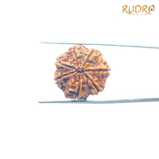 7-Mukhi-Nepal-Rudraksha-21.62Mm-Bp-C.jpg