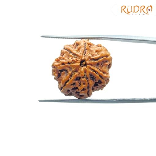 7-Mukhi-Nepal-Rudraksha-21.62Mm-Fp-C-2.Jpg