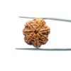 7-Mukhi-Nepal-Rudraksha-21.62Mm-Mp-C-2.Jpg