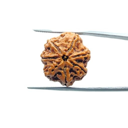 7-Mukhi-Nepal-Rudraksha-21.62Mm-Mp-C-2.Jpg