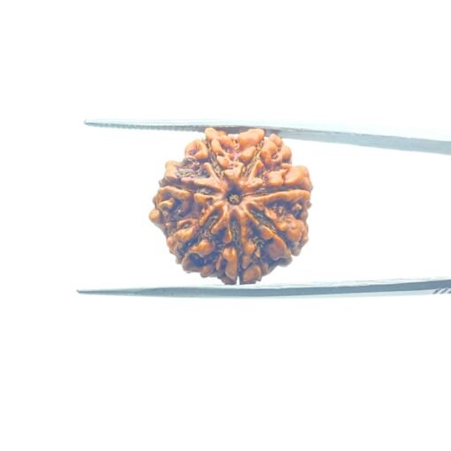 7-Mukhi-Nepal-Rudraksha-21.62Mm-Mp-C.jpg