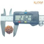 -7-Mukhi-Nepal-Rudraksha-21.62Mm-Opc.jpg