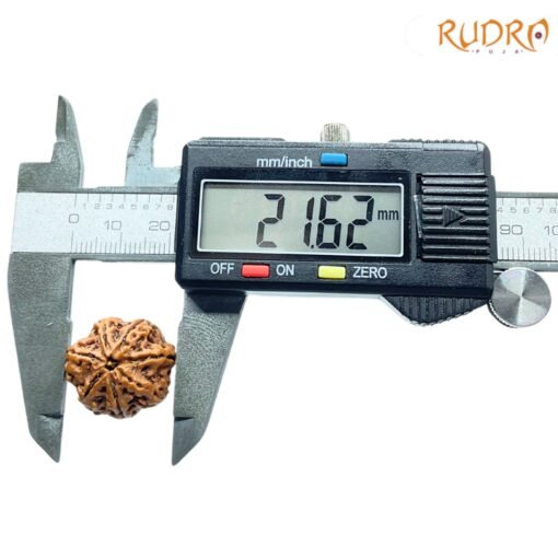 7-Mukhi-Nepal-Rudraksha-21.62Mm-Rp-C.jpg