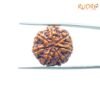 7 Mukhi Nepal Rudraksha (21.66Mm) 13 7-Mukhi-Nepal-Rudraksha-21.66Mm-Bp-C.jpg