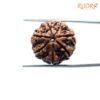 7 Mukhi Nepal Rudraksha (21.66Mm) 14 7-Mukhi-Nepal-Rudraksha-21.66Mm-Fp-C.jpg