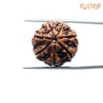 7-Mukhi-Nepal-Rudraksha-21.66Mm-Fp-C.jpg