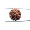 7-Mukhi-Nepal-Rudraksha-21.66Mm-Mp-C.jpg