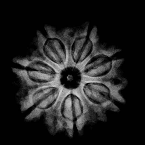 7-Mukhi-Nepal-Rudraksha-21.68MM.jpg