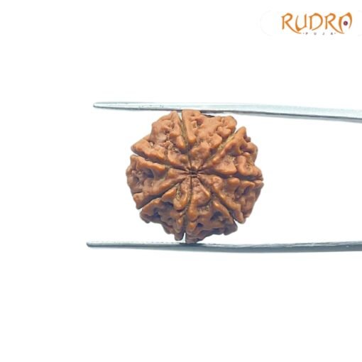 7-Mukhi-Nepal-Rudraksha-21.68MM-BP-C.jpg