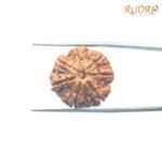 7-Mukhi-Nepal-Rudraksha-21.68MM-FP-C.jpg