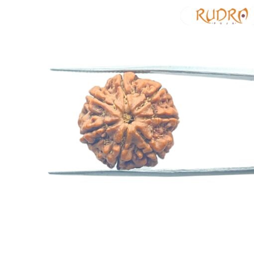 7-Mukhi-Nepal-Rudraksha-21.68MM-FP-C.jpg