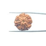 7-Mukhi-Nepal-Rudraksha-21.68MM-MP-C.jpg