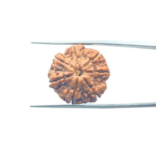 7-Mukhi-Nepal-Rudraksha-21.68Mm-Mp-C.jpg