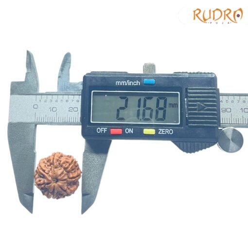 7-Mukhi-Nepal-Rudraksha-21.68MM-OP-C.jpg