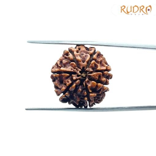 7-Mukhi-Nepal-Rudraksha-21.69Mm-Bp-C.jpg