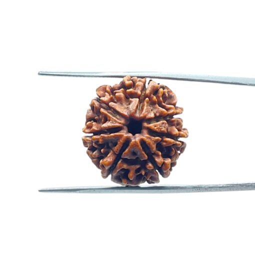 7-Mukhi-Nepal-Rudraksha-21.69Mm-Mp-C.jpg