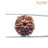 7 Mukhi Nepal Rudraksha (21.69Mm) 14 7 Mukhi Nepal Rudraksha (21.69Mm)